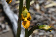 Chloraea bidentata
