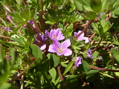 Geranium sessiliflorum