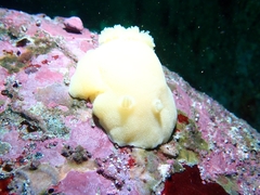 Gargamella immaculata