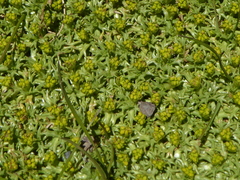 Azorella trifurcata
