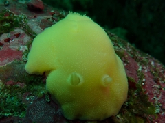 Gargamella immaculata
