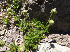 Perezia pedicularidifolia