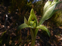 Chloraea viridiflora