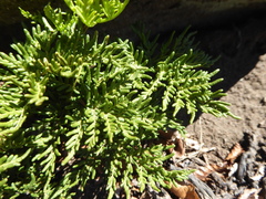 Cheilanthes glauca