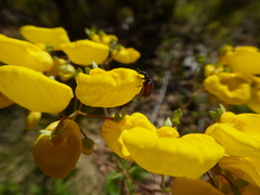 Calceolaria undulata