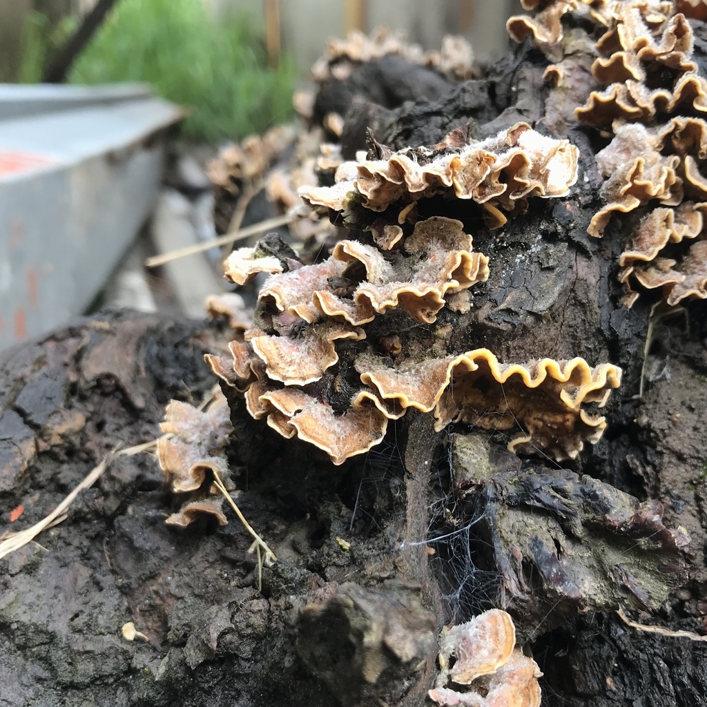 Stereum hirsutum · January 2021 · photo: © cristianriquelme (iNaturalist, cc-by)