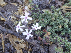 Junellia tridactylites
