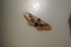Idaea gemmata