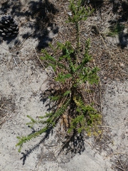 Agathosma lanceolata
