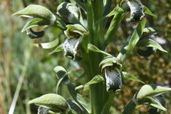 Chloraea cylindrostachya
