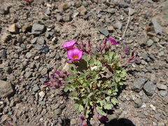 Oxalis squamata
