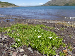 Arenaria serpens