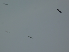 Mycteria leucocephala