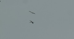 Mycteria leucocephala