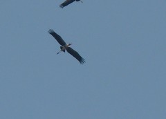 Mycteria leucocephala