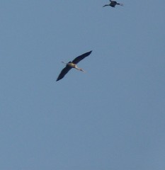 Mycteria leucocephala