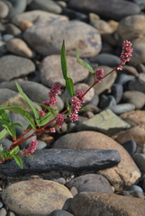 Persicaria tomentosa