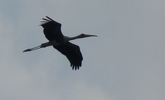 Mycteria leucocephala