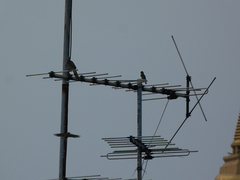 Psilopogon haemacephalus