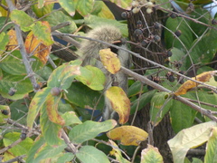 Callosciurus finlaysonii