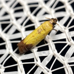 Nephopterix chryserythra