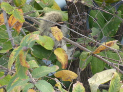 Callosciurus finlaysonii