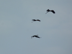 Mycteria leucocephala