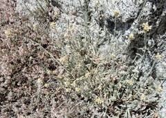 Pseudognaphalium beneolens