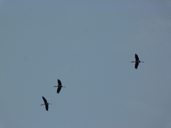 Mycteria leucocephala