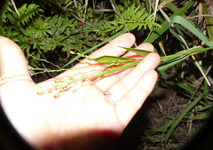 Panicum deustum