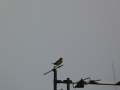 Psilopogon haemacephalus