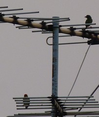 Psilopogon haemacephalus