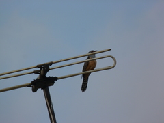 Cacomantis merulinus