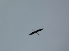 Mycteria leucocephala