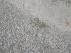 Trachycephalus mesophaeus