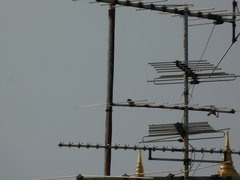 Psilopogon haemacephalus