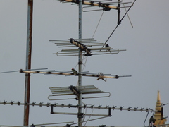 Psilopogon haemacephalus