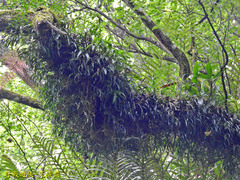 Pholidota cantonensis