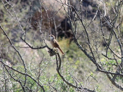 Tarphonomus certhioides