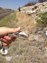 Bogertophis subocularis