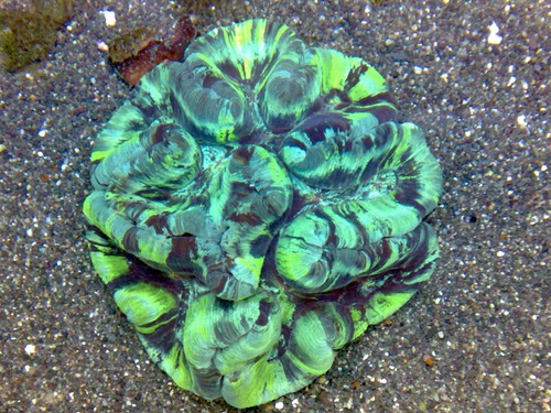 banana coral
