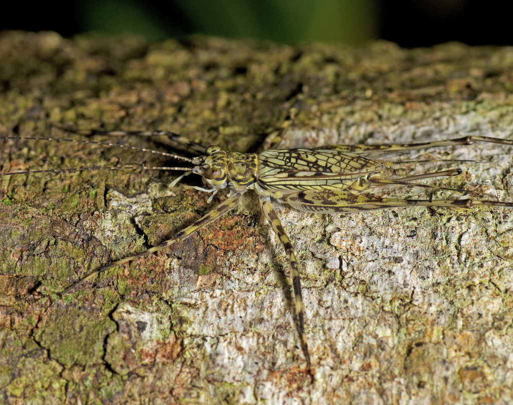 Pseudotrigonidium