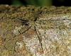 Treerunner Cricket - Photo (c) tjeales, some rights reserved (CC BY-SA), uploaded by tjeales