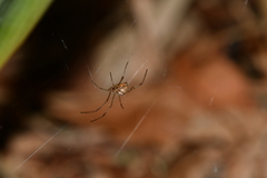 Latrodectus hasselti