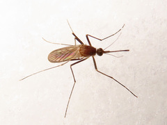 Culiseta morsitans