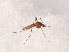 Culiseta morsitans