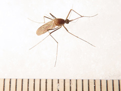 Culiseta morsitans