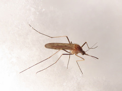 Culiseta morsitans