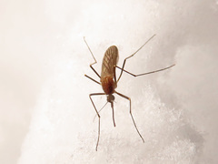Culiseta morsitans