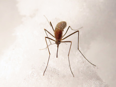 Culiseta morsitans